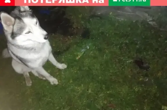 Пропала собака Хаски на улице Пролетарской, Москва
