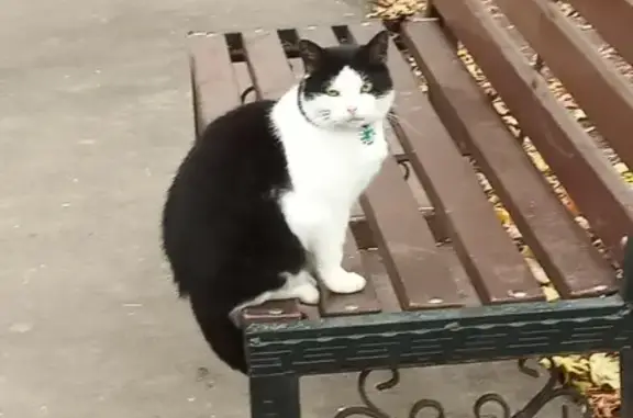Найдена кошка на улице Фомичёвой в Москве