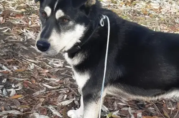 Найдена добрая собака в Челябинске