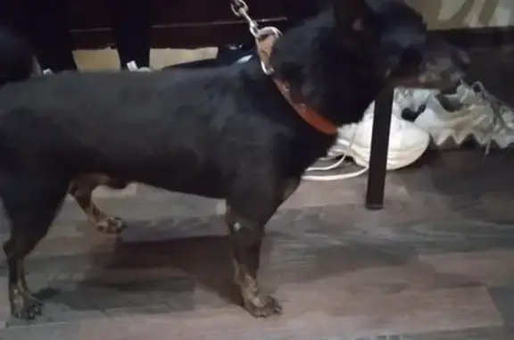 Найдена собака Мальчик в Волжском