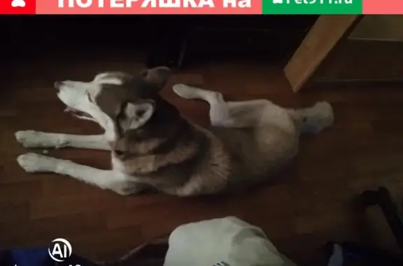 Найдена обученная собака в Тольятти, ул. Мира 50