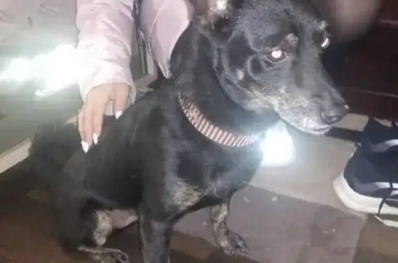 Собака найдена на ул. Карбышева, Волжский