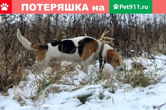 Пропала собака Бран в Томском районе