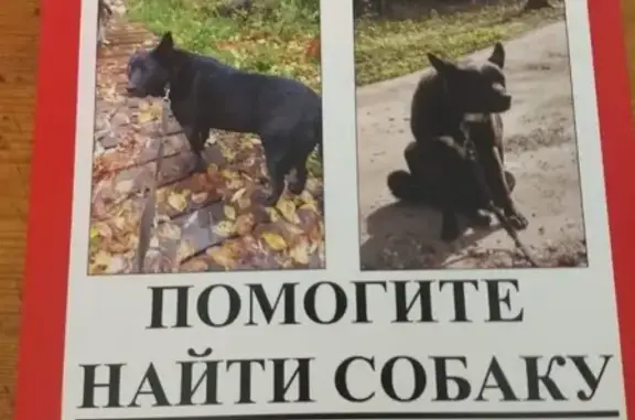 Пропала собака в поселке Сосны, Одинцовский район: вознаграждение 50000 рублей!