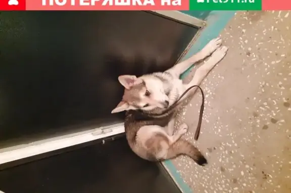 Найдена собака на ул. Сибирская, д. 25 в Томске
