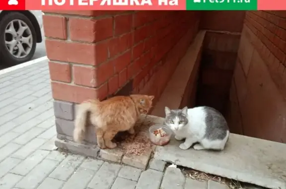Найдена кошка на ул. Антонова-Овсеенко, Воронеж