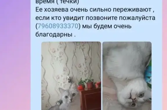 Пропала кошка на проспекте Металлургов (Волгоград)