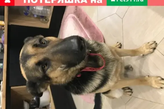 Найдена собака в Воронеже, Ракетный переулок