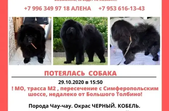 Пропала собака в Большом Толбино, Подольск