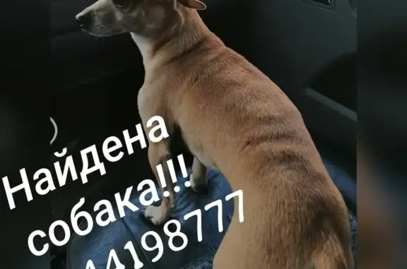 Найден рыжий пес на Краснореченской трассе, район Судоверьфи.