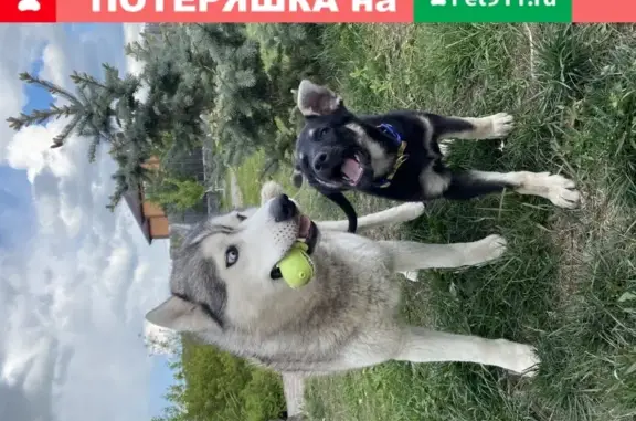 Пропали две собаки в Ближней Игуменке, Хаски и дворняжка, помогите найти!