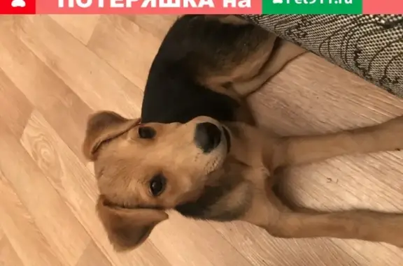 Собака найдена в Иркутске, мкр. Солнечный, район ТФК.