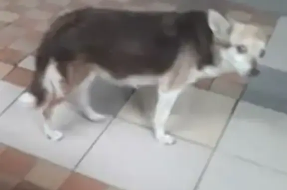 Пропала собака Маша окрас черно-рыже-белый в Москве, метро Пролетарская