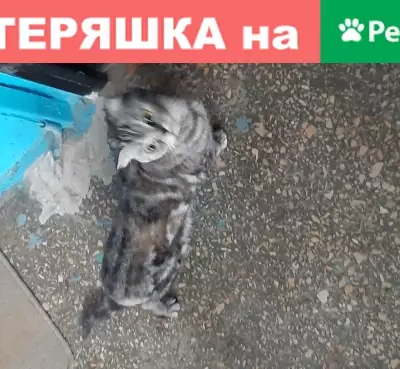 Найдена кошка на улице Петра Гончарова, 4