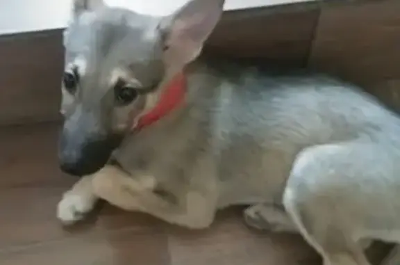 Собаки потеряшки, Нижний Новгород, фото: Потеряшка собака на улице Провиантская в Нижнем Новгороде