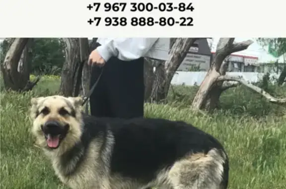 Пропала собака в Армавире
