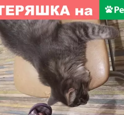 Пропала кошка Котик на улице Подгорная36, 9 мес, кончик хвоста сломан, Россия, Тамбов.