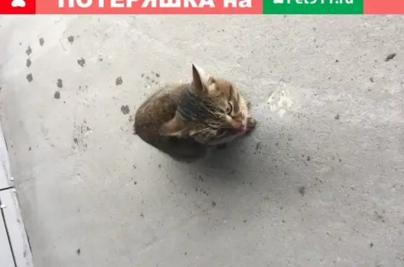 Найдена кошка на Аметьевской Магистрали в Казани