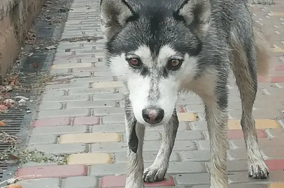 Найдена собака на ул. Никольского в Новочеркасске