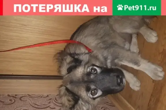 Найден щенок возле Диагностического центра г. Иркутск