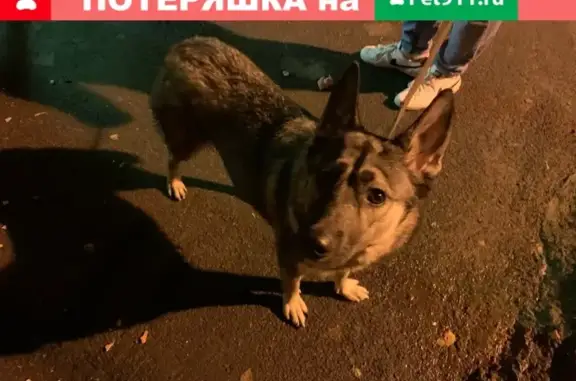 Найдена собака на проспекте Луначарского
