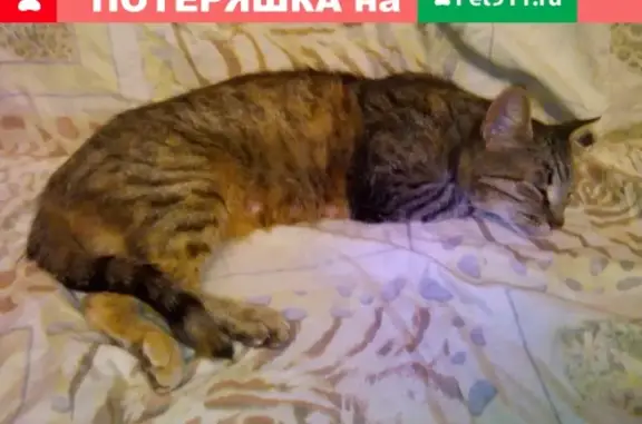 Найдена кошка в Салтыковке, Моск.обл. с котятами