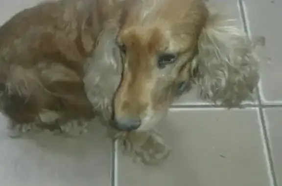Найдена собака спаниель на ул. Н. Ветошникова