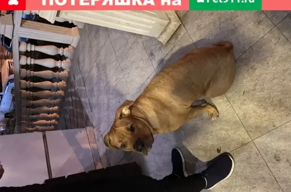 Найдена собака на ул. М. Горького в Ростове-на-Дону