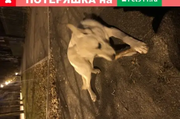 Собака с ошейником на ул. Ленина, 126 в Костроме
