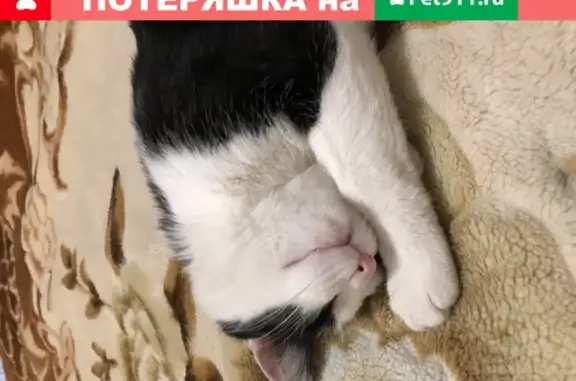 Найден домашний кот на Онежской, 51к1