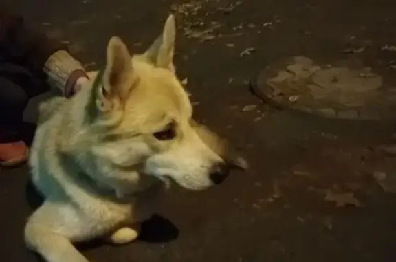 Собака найдена на ул. Широкая в Щелково