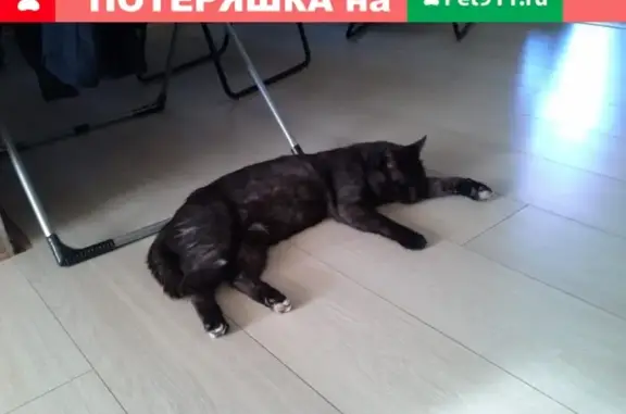 Пропала кошка Вася, деревня Маришкино, Московская область
