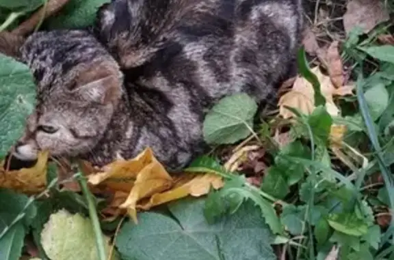 Пропавшая кошка на Дубнинской, котик уже два дня