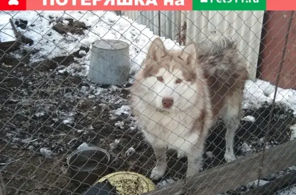 Пропала хаски на Грузовой улице.