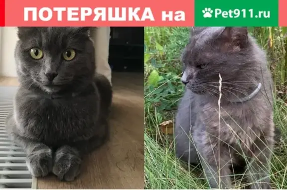 Пропала кошка Шая в Жуковке, Пушкинский район
