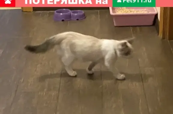 Пропала кошка на улице Старая Басманная, Москва, Барса, 4 мес.