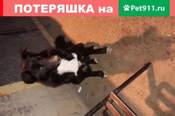 Найдена черная собака с белым воротником в пос. Новоивановское