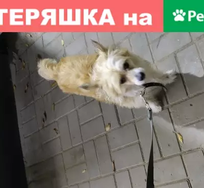 Собака найдена возле магазина Магнит на пр. Маршала Жукова, 95А