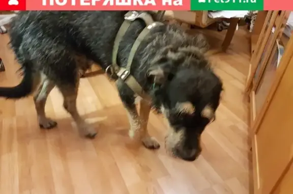 Найдена собака на пересечении Зеленого пр-та и Новогиреевской ул. в Москве