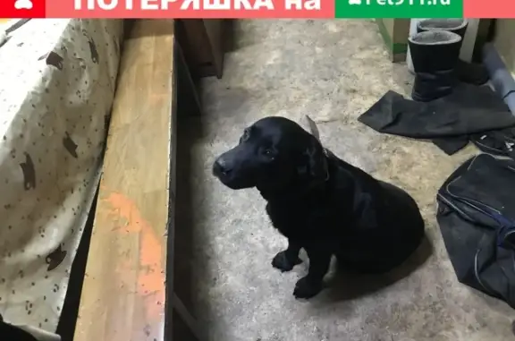 Собака найдена в Рудничном, Кемеровская обл.