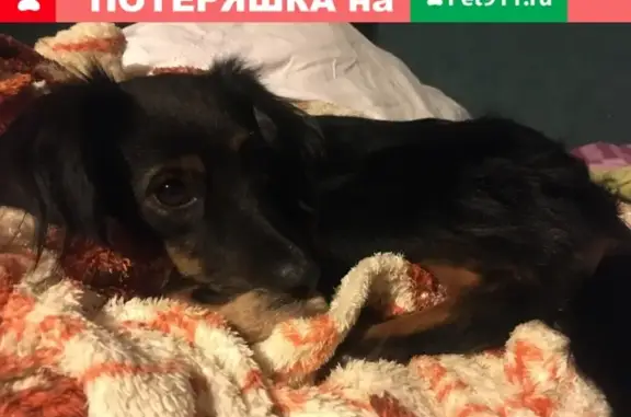 Найдена собака в районе 40 лет победы, Краснодар