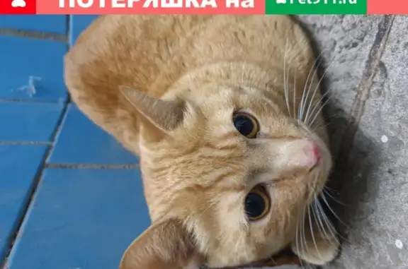 Найдена крупная кошка на Хамовническом Валу, 24