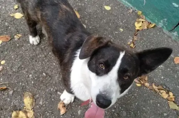 Найдена собака Помесь Корни на ул. Широкая в Пятигорске