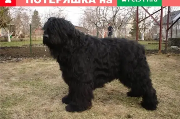 Пропал пёс Рома в деревне Зубарева, Тюменская область