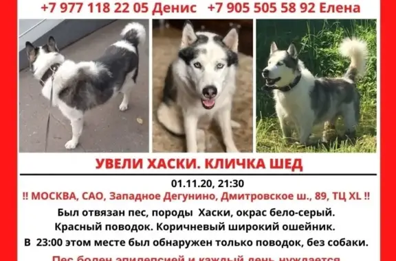 Пропала собака Шед, хаски, Москва