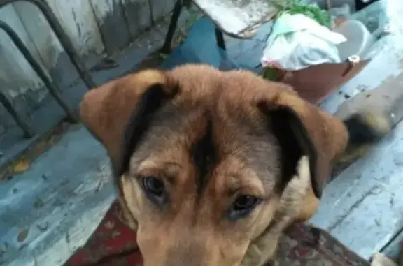 Найдена крупная и ласковая собака в Екатеринбурге