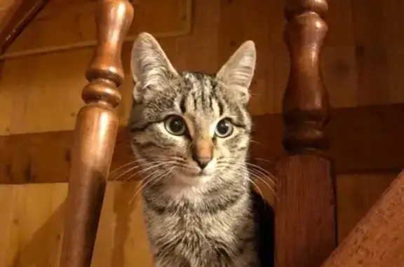 Найдена кошка в деревне Волково, Уфимский район