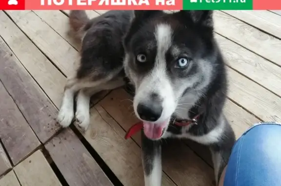 Пропала собака Хаски на ул. Семилетки, Тамбов