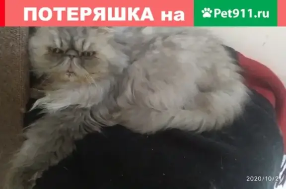 Пропала кошка Капуста в Красном Бору