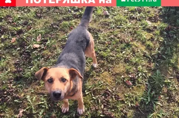Найдена собака в Новоалександровке, Московская обл.